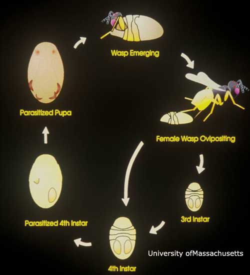 Parasitic Wasp Life Cycle