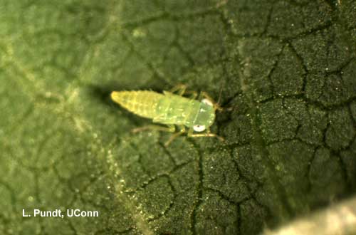 Potato Leafhopper Nymph