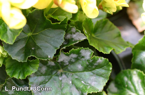 Begonia – Powdery mildew