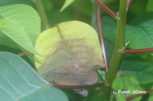 Botrytis - poinsettia