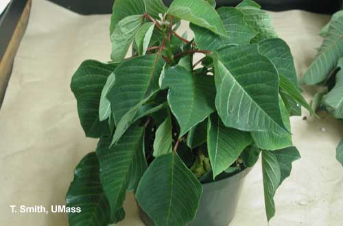 Pythium root rot - poinsettia