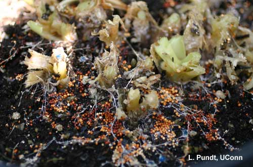 Sclerotium crown rot - Hosta