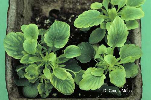 Soluble salt injury on pansies