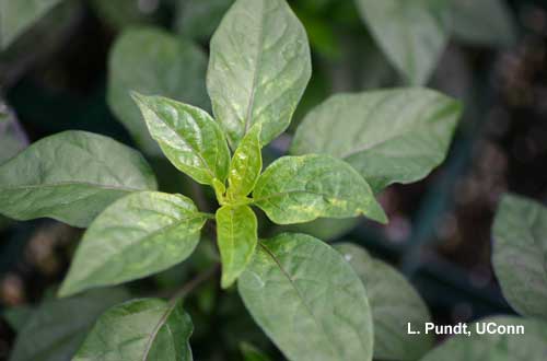 Thrips – Western flower thrips injury on pepper