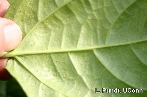 Two spotted spider mite - Thunbergia