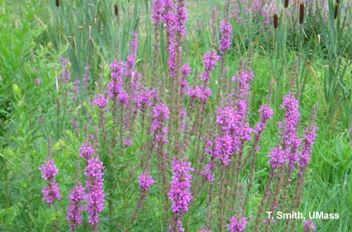 Invasive Plant - Purple Loosestrife