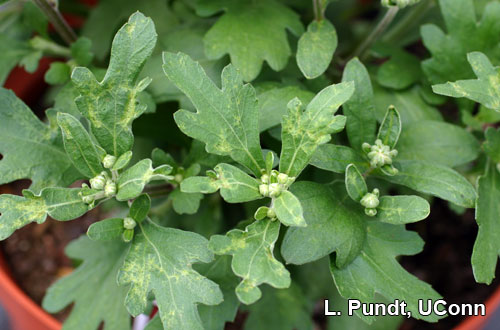 Western flower thrips – Chrysanthemums