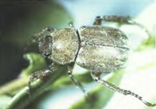 A Hoplia Equin Beetle on a plant