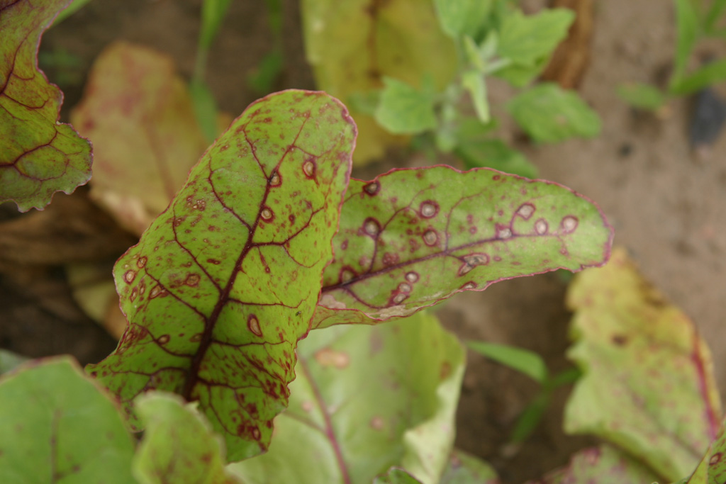 A green beet leaf with many leaf spots surrounded by red rings.