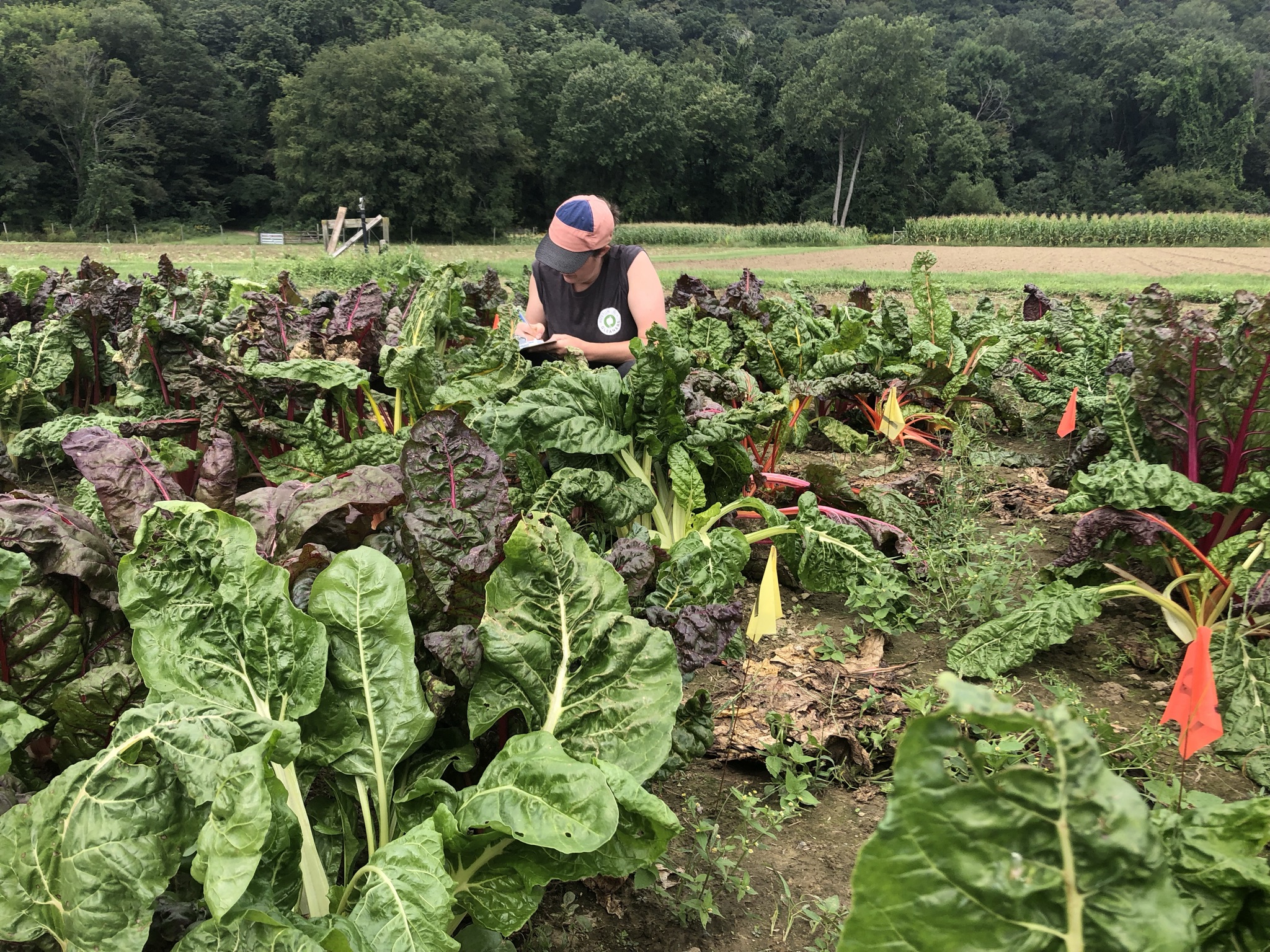 A person crouching in a field of Swiss chard leaves, writing on a clipboard.