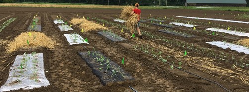 A person carrying an armful of straw through a field with many plots of small broccoli plants covered in different types of mulch.