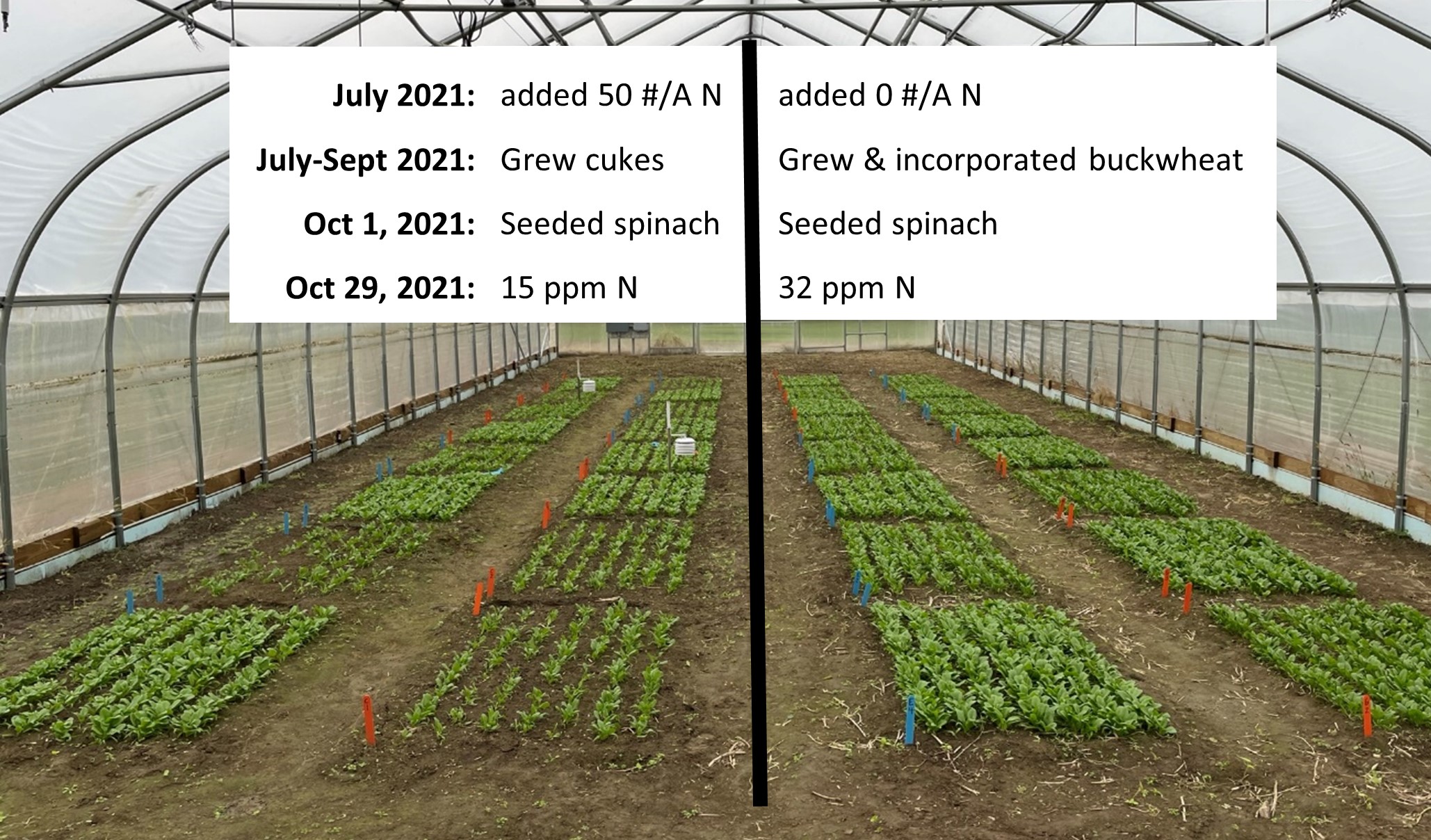 Figure 4. Timeline of nitrogen contributions to both sides of the tunnel. The left side received fertilizer prior to growing cucumbers that were harvested all summer, and had nitrate content of 15 ppm in October 2021. The right side had no fertilizer applied before buckwheat was planted and grown all summer, and had nitrate content of 32 ppm in October 21, more than double that of the cucumber side.
