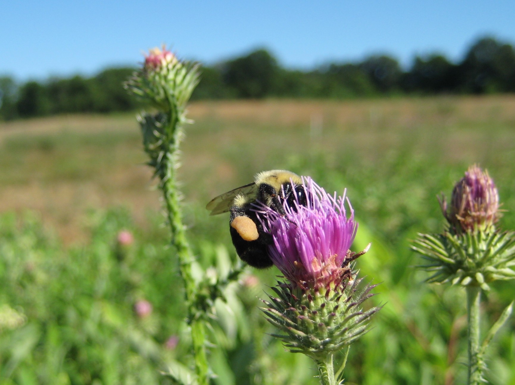 Managing Landscapes for Pollinators
