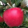 Ambrosia apple