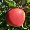 Cripps Pink (Maslin cv.)