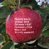 Pazazz (DS-3) 092419