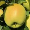 Golden Delicious 93019