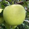 Golden Delicious apple