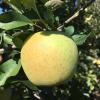 Golden Delicious (Gibson cv.)