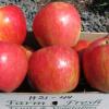 Honeycrisp