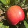 honeycrisp082516