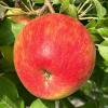 honeycrisp082922