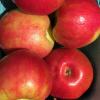 honeycrisp083120