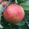 honeycrisp090116TFF