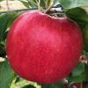 Honeycrisp 090219