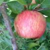 Honeycrisp