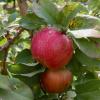 Honeycrisp