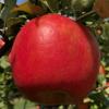 Honeycrisp