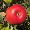 honeycrisp090720