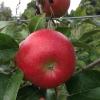 Honeycrisp