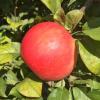 Honeycrisp 09/09/15