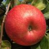 Honeycrisp 090919