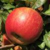 honeycrisp091321