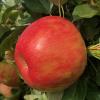 honeycrisp091420