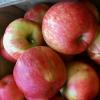 Honeycrisp