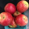 Honeycrisp 091619