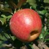 Honeycrisp 09/17/15