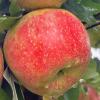 honeycrisp091823