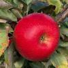 honeycrisp092021