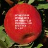 Honeycrisp 092219