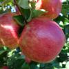 Honeycrisp