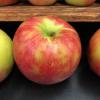 Honeycrisp