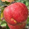 honeycrisp092523