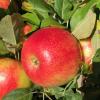 honeycrisp092721