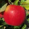 Honeycrisp 093019