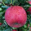 Jonagold apple